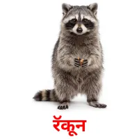 रॅकून cartes de vocabulaire