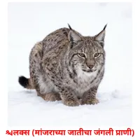 लिंक्स (मांजराच्या जातीचा जंगली प्राणी) cartes de vocabulaire