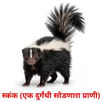 स्कंक (एक दुर्गंधी सोडणारा प्राणी) cartes de vocabulaire