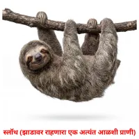 स्लॉथ (झाडावर राहणारा एक अत्यंत आळशी प्राणी) cartes de vocabulaire
