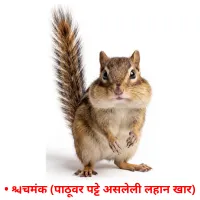 • चिमंक (पाठीवर पट्टे असलेली लहान खार) cartes de vocabulaire
