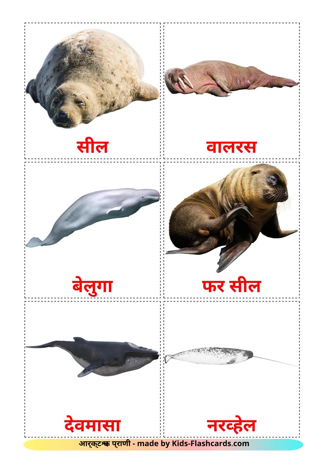 Animales del Ártico - 15 fichas de marathi para imprimir gratis 