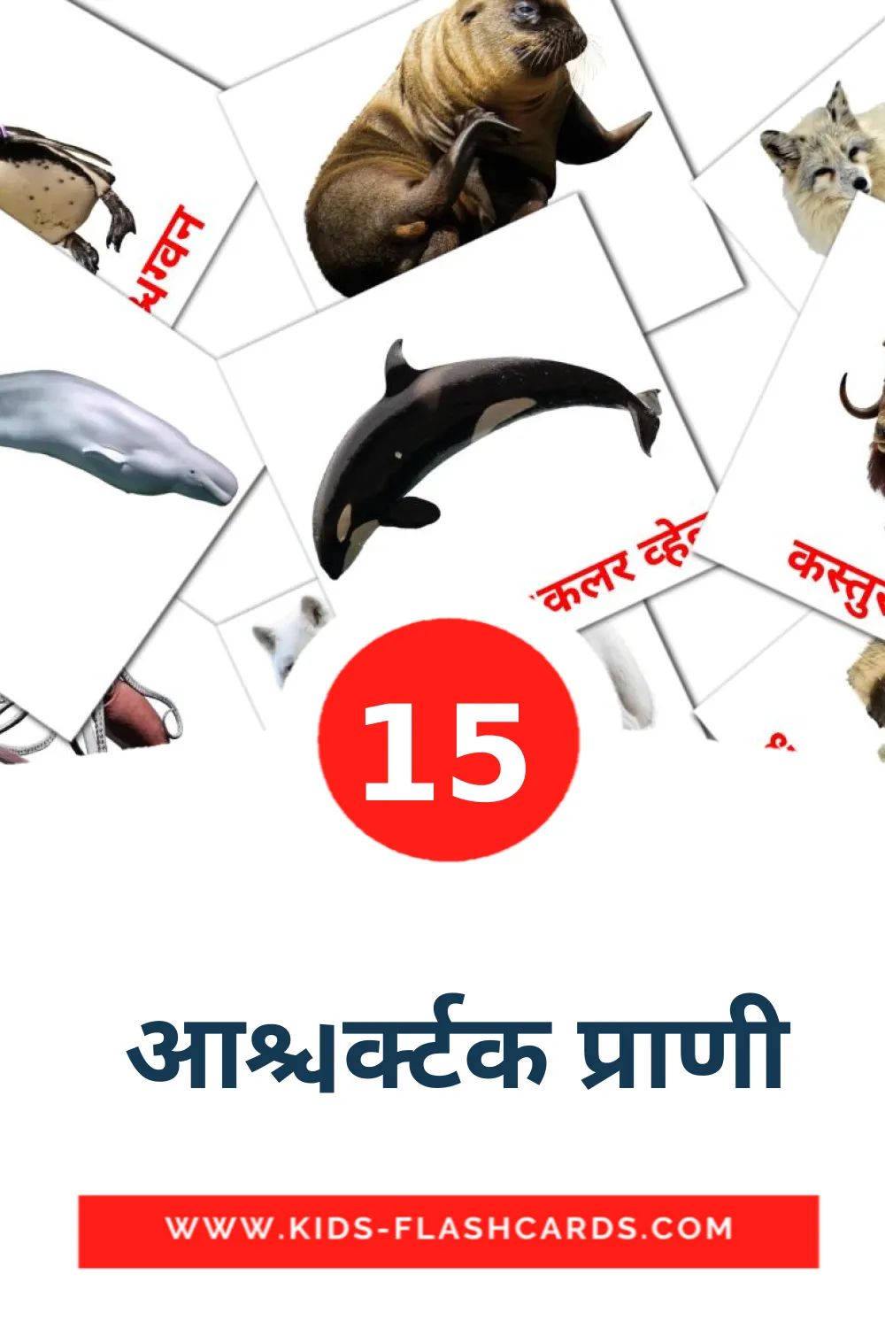 15 tarjetas didacticas de  आर्क्टिक प्राणी para el jardín de infancia en marathi