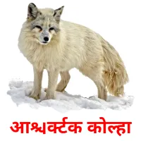 आर्क्टिक कोल्हा Tarjetas didacticas