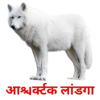 आर्क्टिक लांडगा Tarjetas didacticas