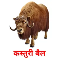 कस्तुरी बैल Tarjetas didacticas