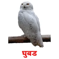 घुबड Tarjetas didacticas
