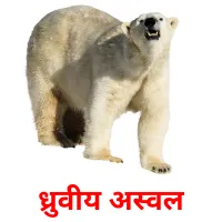 ध्रुवीय अस्वल Tarjetas didacticas
