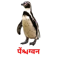 पेंग्विन Tarjetas didacticas