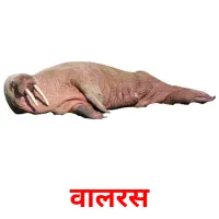वालरस Tarjetas didacticas