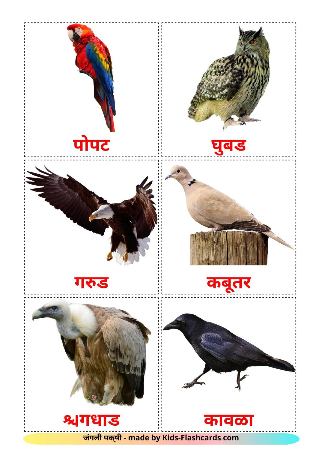 Wild birds - 19 Free Printable marathi Flashcards 