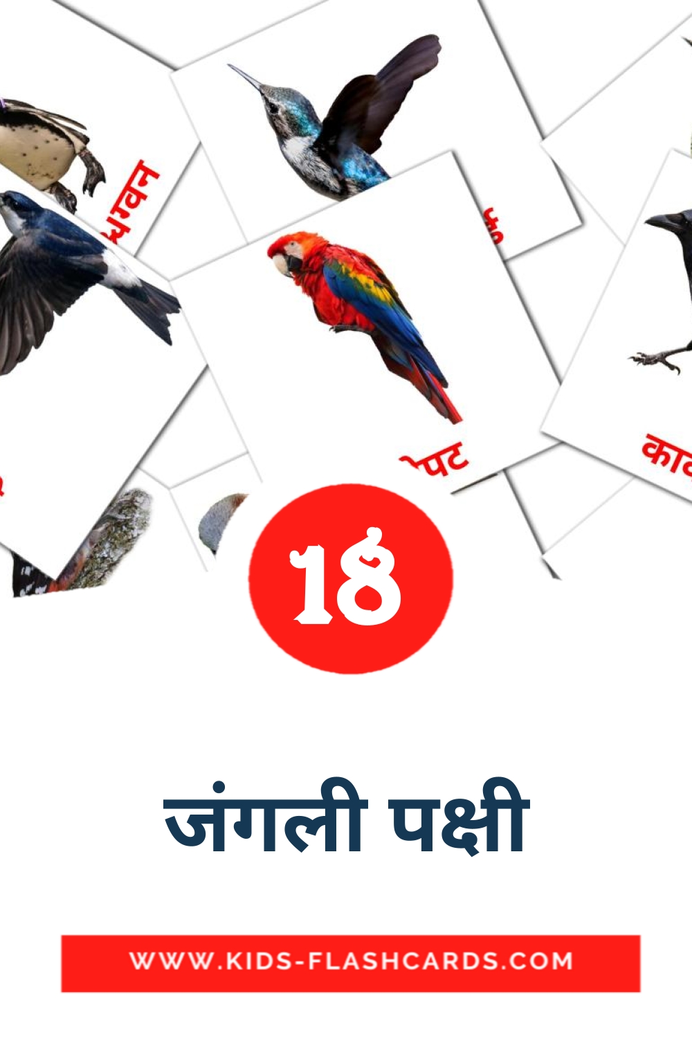18 cartes illustrées de जंगली पक्षी pour la maternelle en marathi