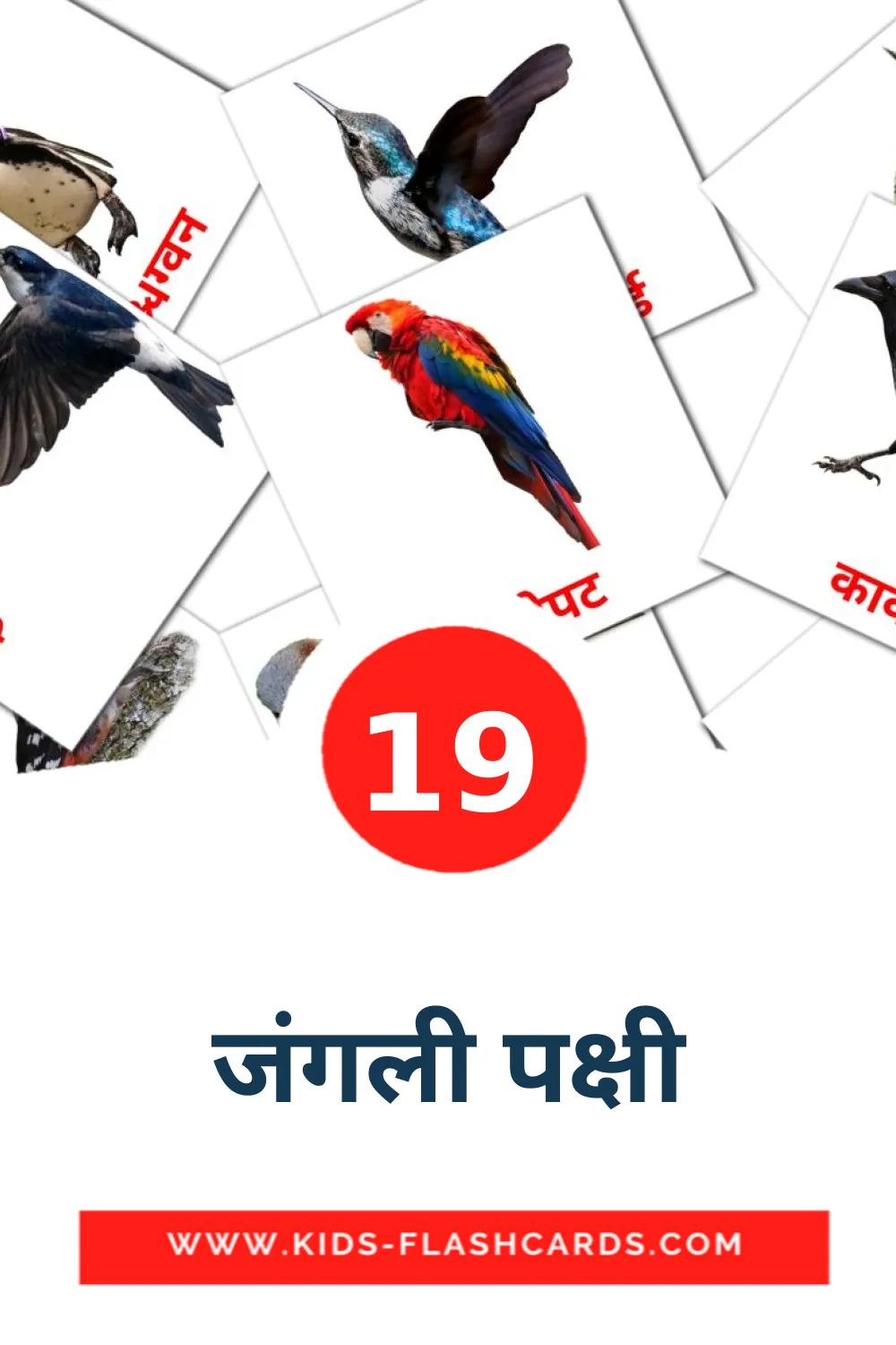 19 जंगली पक्षी Picture Cards for Kindergarden in marathi