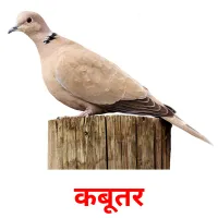 कबूतर picture flashcards