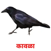 कावळा picture flashcards