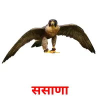 ससाणा picture flashcards