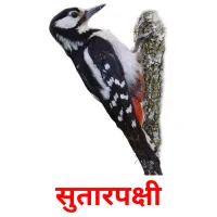 सुतारपक्षी picture flashcards