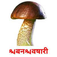 बिनविषारी picture flashcards
