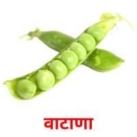 वाटाणा picture flashcards