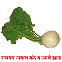 सलगम नावाच कंद व त्याचे झाड picture flashcards