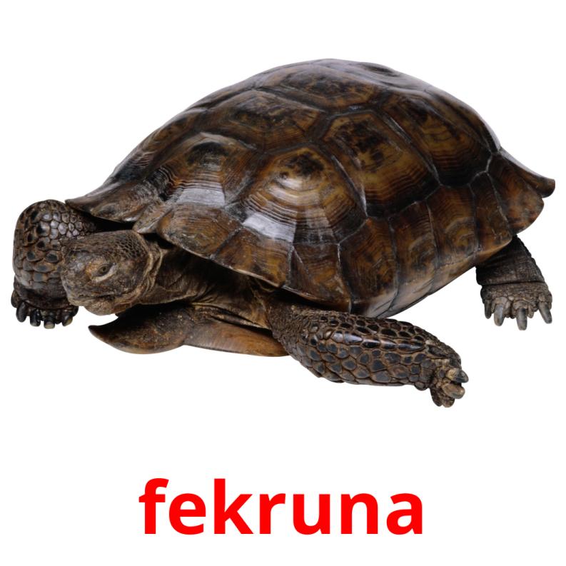 fekruna picture flashcards