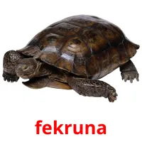 fekruna Bildkarteikarten