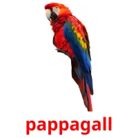 pappagall flashcards illustrate