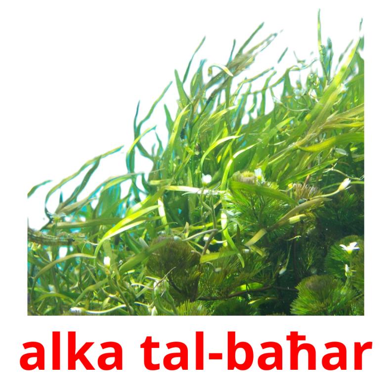 alka tal-baħar picture flashcards