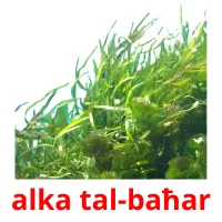 alka tal-baħar Bildkarteikarten