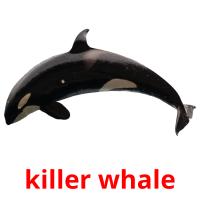 killer whale Tarjetas didacticas