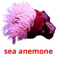 sea anemone Tarjetas didacticas