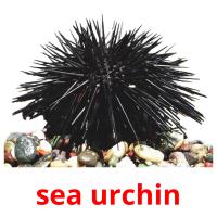 sea urchin picture flashcards