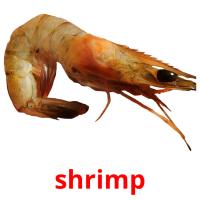 shrimp picture flashcards