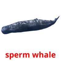 sperm whale Bildkarteikarten
