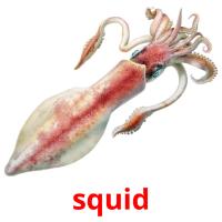 squid Tarjetas didacticas