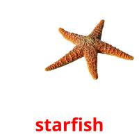 starfish picture flashcards