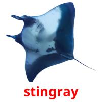 stingray flashcards illustrate