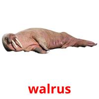 walrus cartões com imagens