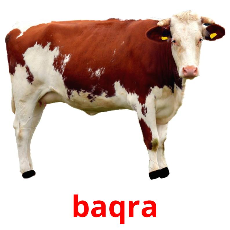 baqra picture flashcards