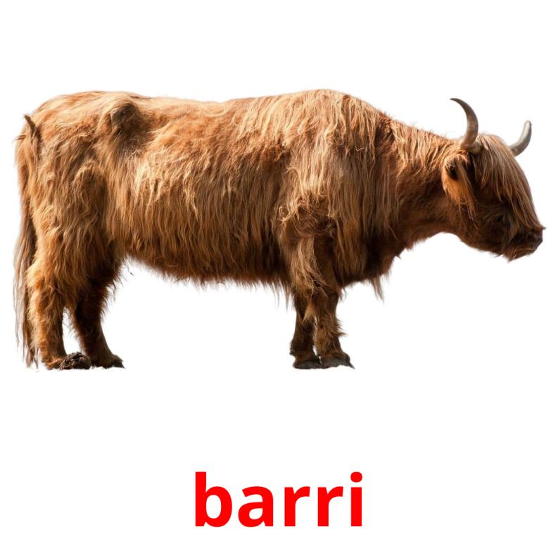 barri picture flashcards