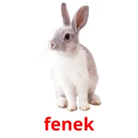 fenek карточки энциклопедических знаний