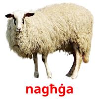 nagħġa picture flashcards