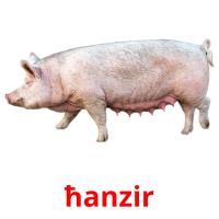 ħanzir flashcards illustrate
