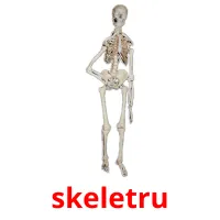 skeletru cartes flash