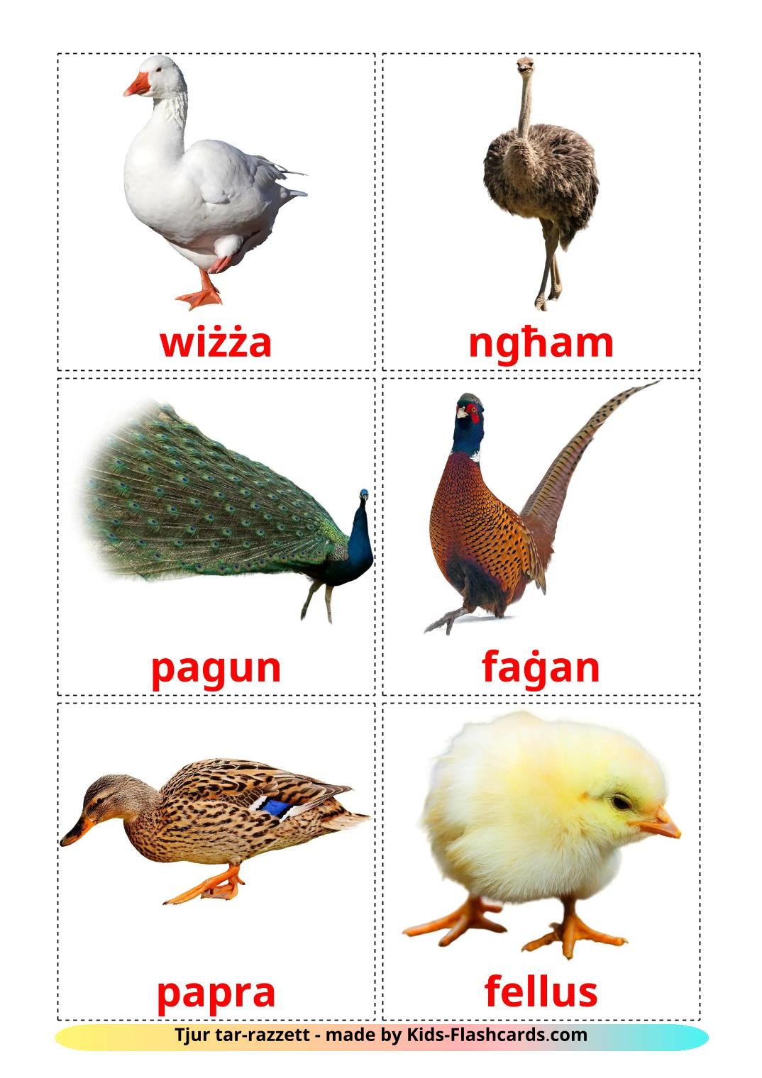 Maatila linnut – 12 ilmainen tulostettava lasten kuvakortti maltanksi