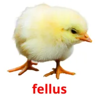 fellus kuvakortit
