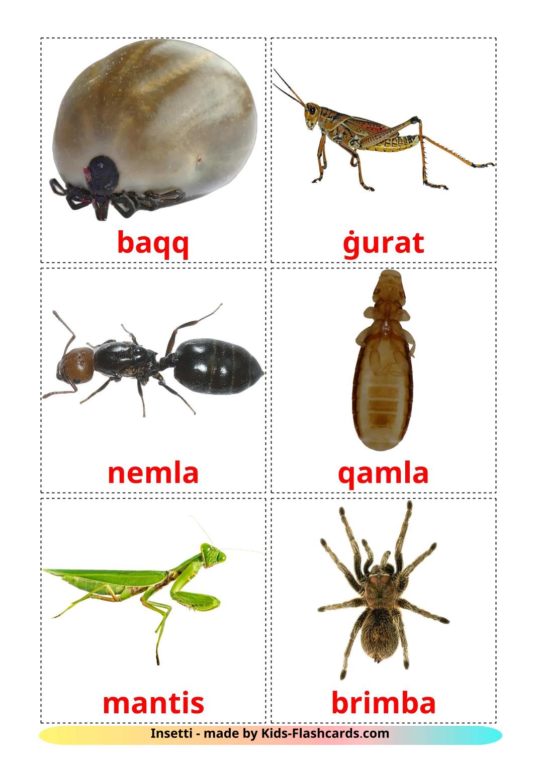 Insects - 24 Free Printable maltese Flashcards 