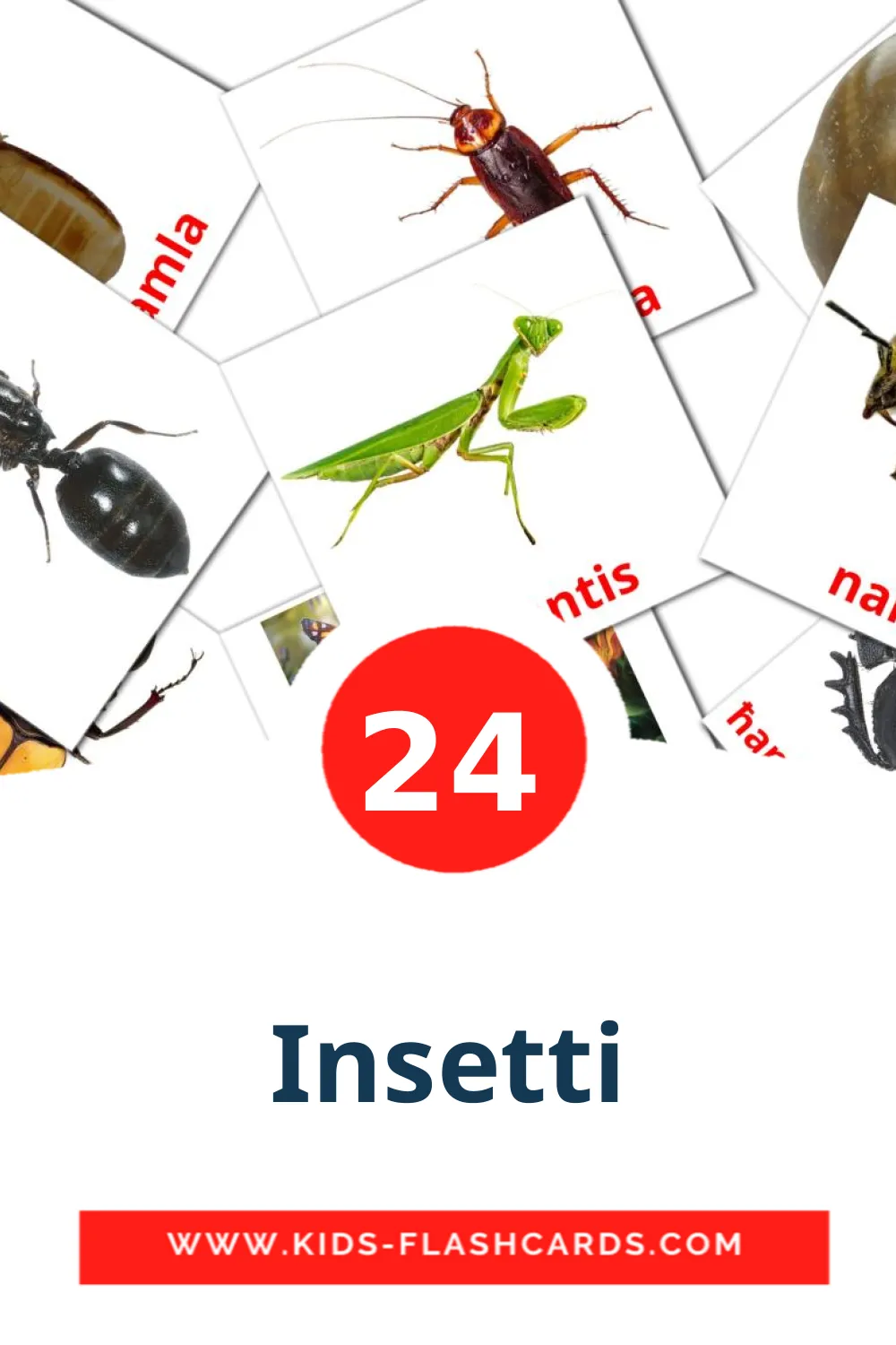 24 Insetti Picture Cards for Kindergarden in maltese