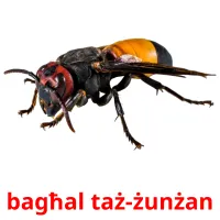 bagħal taż-żunżan picture flashcards