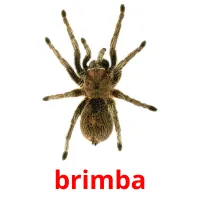 brimba picture flashcards